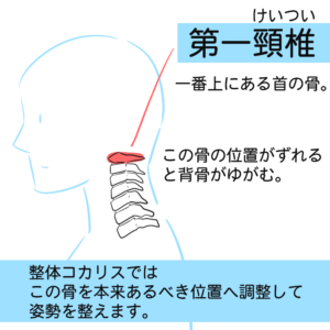 １分で姿勢が整う コカリス